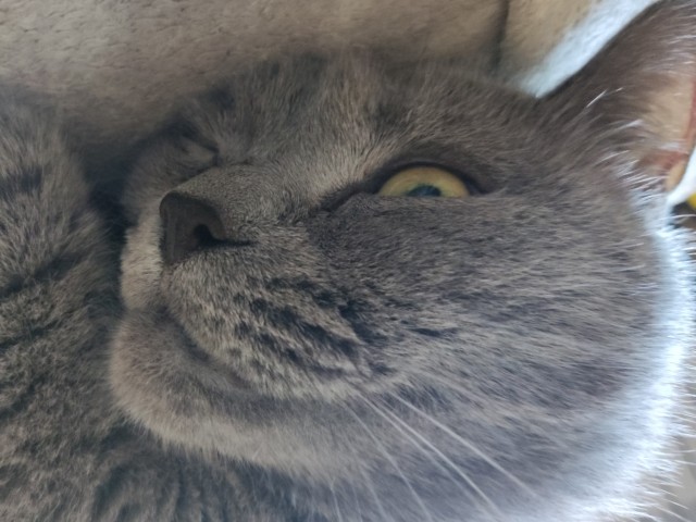 Котовторник 19.07.22