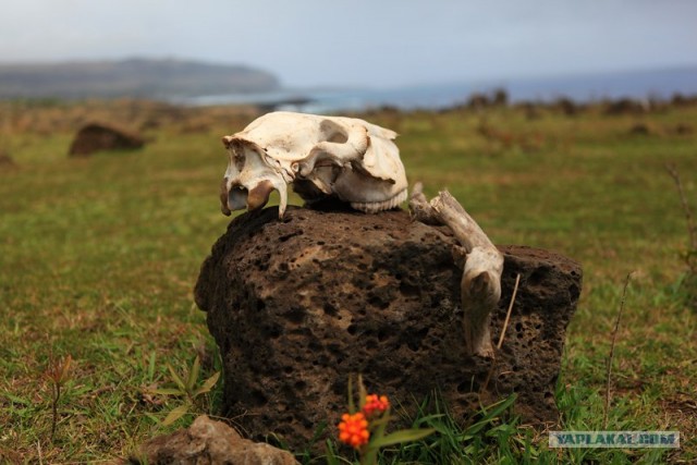 Южно-Американский дневник. остров Пасхи