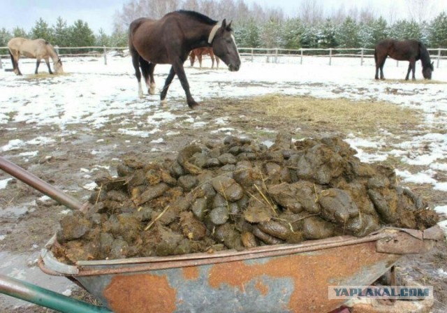 В загородном доме Ксении Собчак проходят обыски
