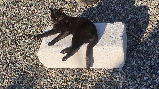 Мой котовторник