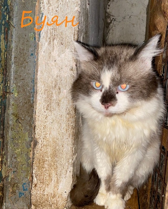 Жизнь домашнего приюта "Котоленд" 364