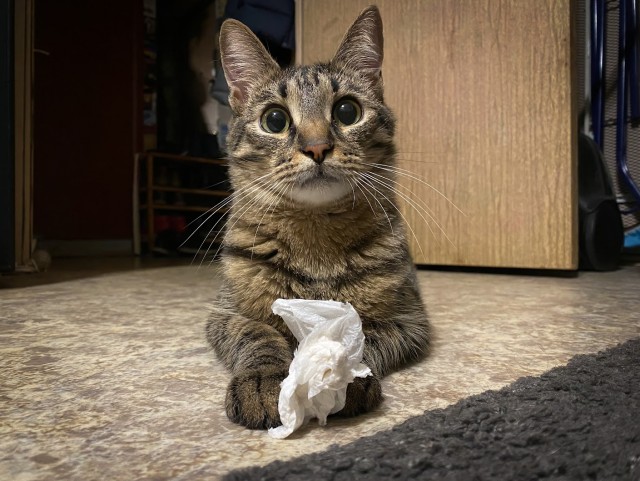 Его зовут Кот