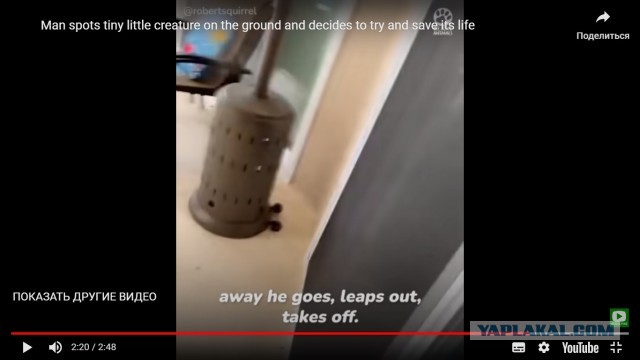 Мужчина нашел на земле крошечное существо