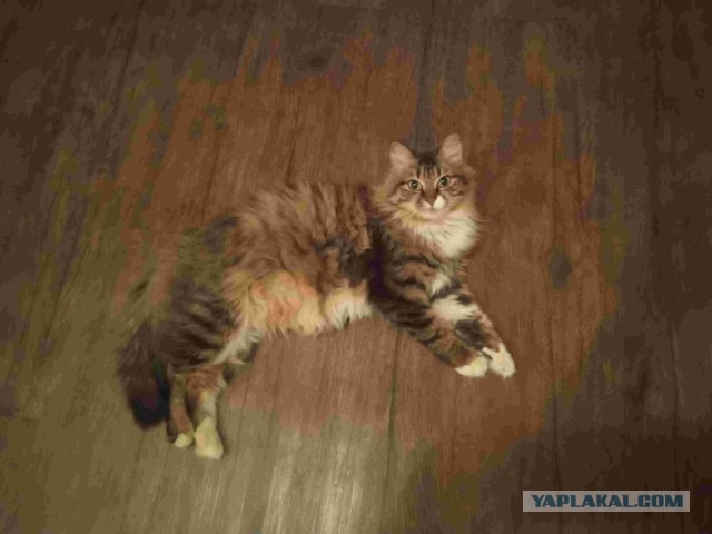 Котовторник