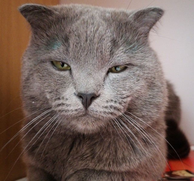 Кот-манипулятор
