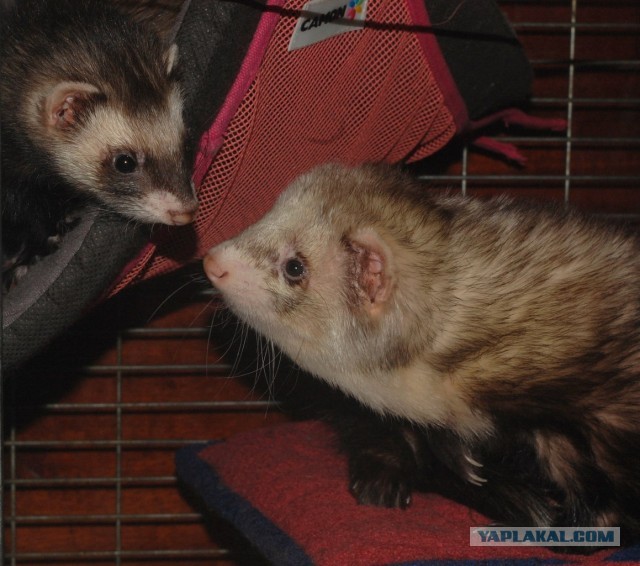 Новорожденные хорята (видео)