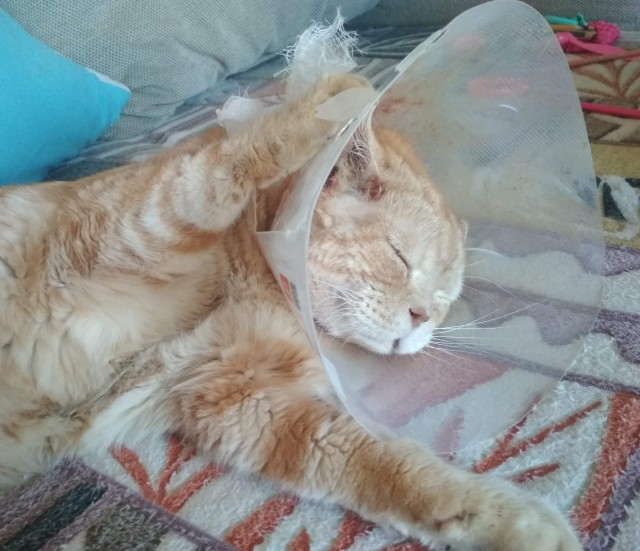 Котовторник, просто Барс