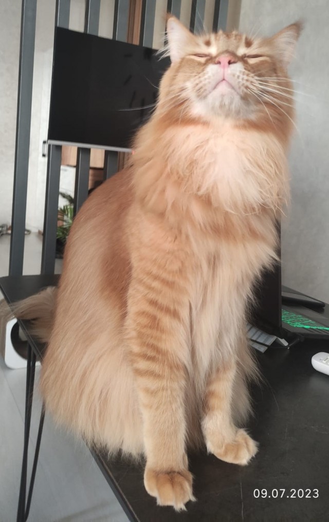 Быстрорастущий кот