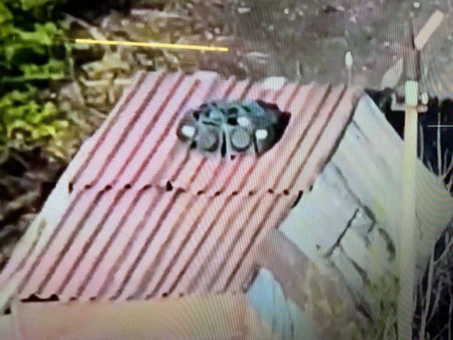 Шойгу показали боевых роботов