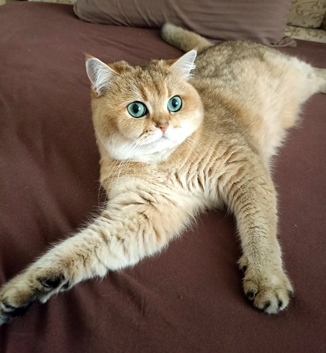 С Котовторником!