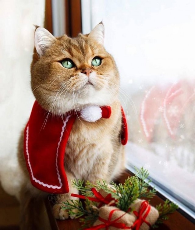 Прикольные и просто красивые картинки 31.12.2024