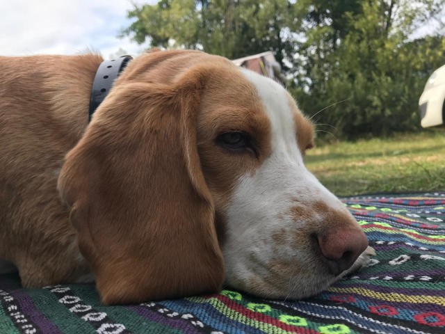 Собакочетвергопятница)