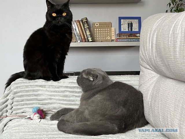 Минус один бродяга