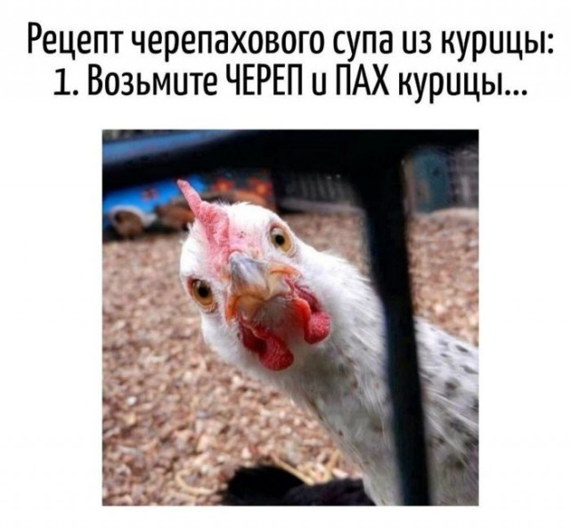 Весёлый полтишок 11.12.25