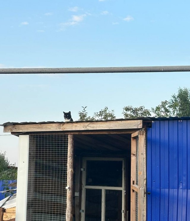 Наблюдатель