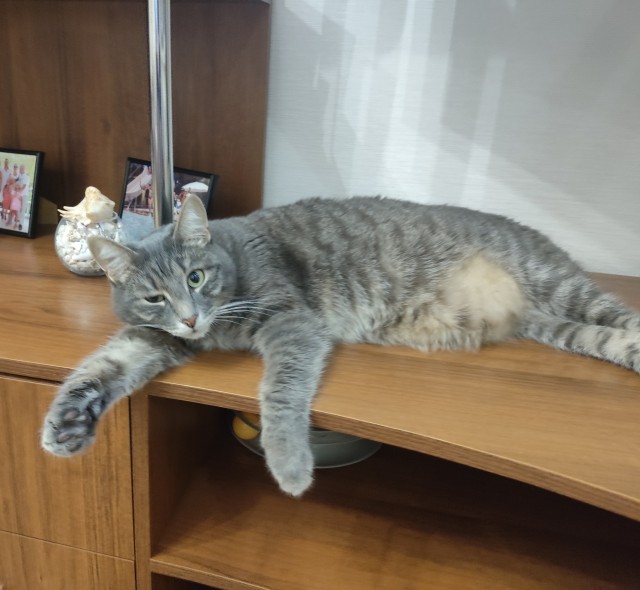 А котовторник уже пришёл?