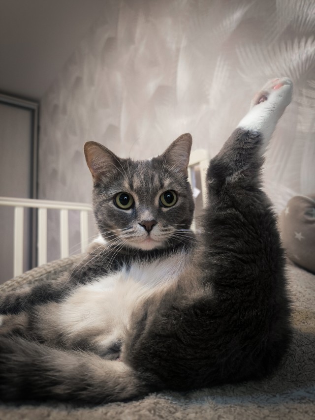 На котовторник. Моя Милка