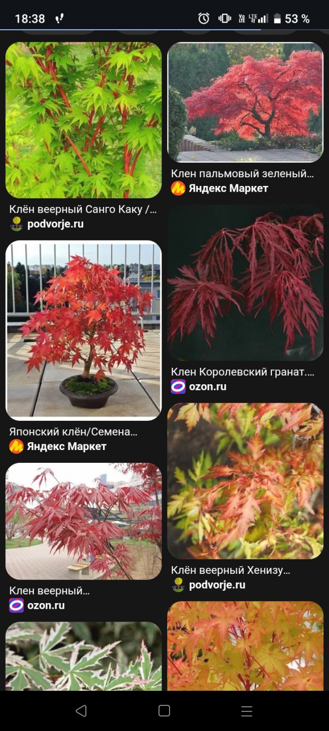Россиянина оштрафовали за фотографию кота в образе Гитлера