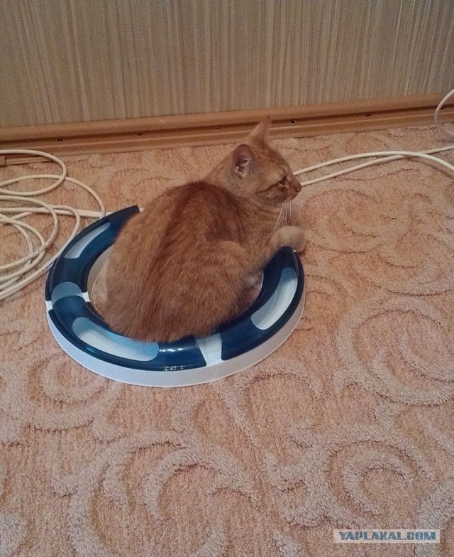 Котовторник  30.07.2013