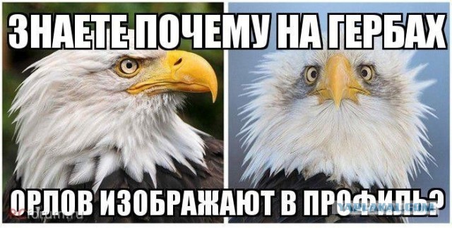 Про орлов, коллеги.