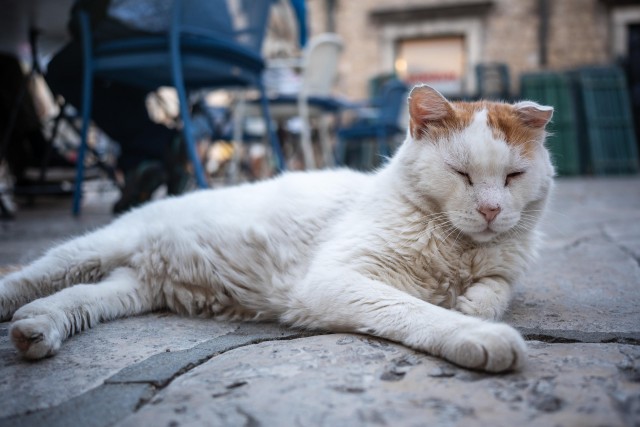 Уличные котэ города Дубровник