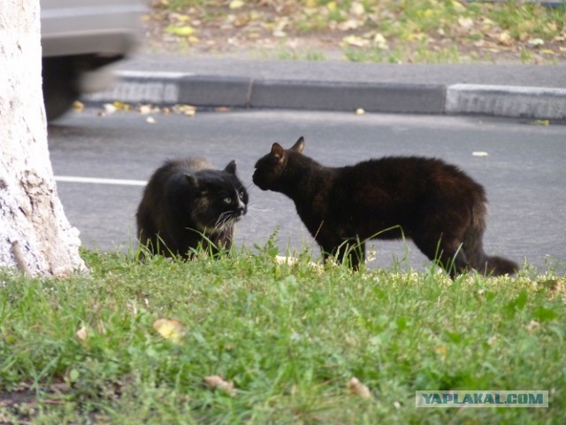 Котовторник 20.08.2013