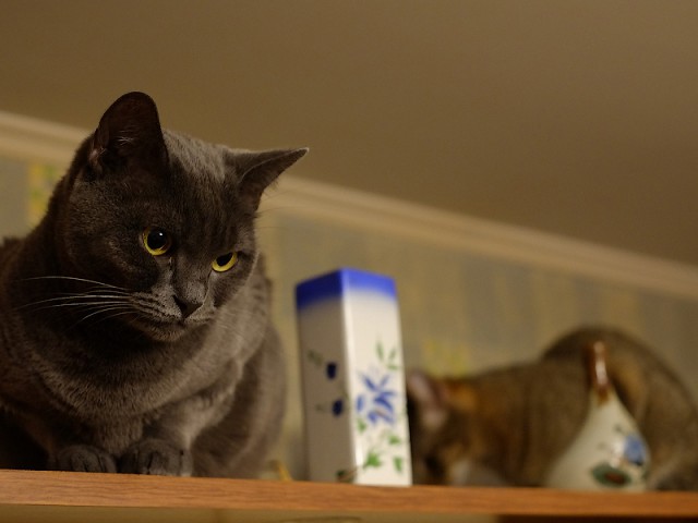 Котовторник   17.12.2013