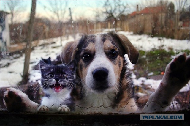 Коты и собаки
