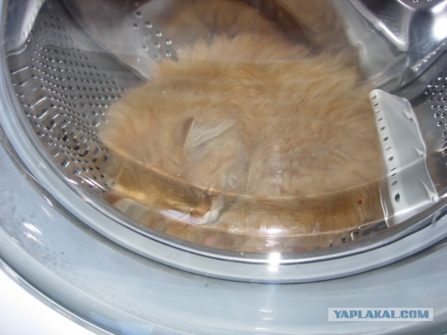 С Котовторником!