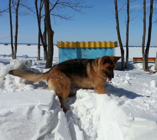 Мой малый друг Мухтар