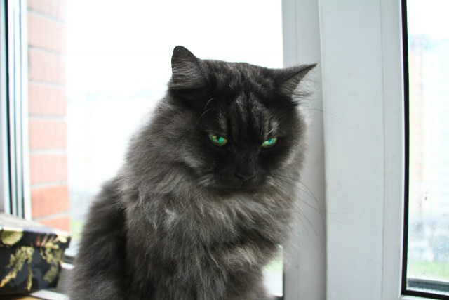 Котовторник 01.07.2014