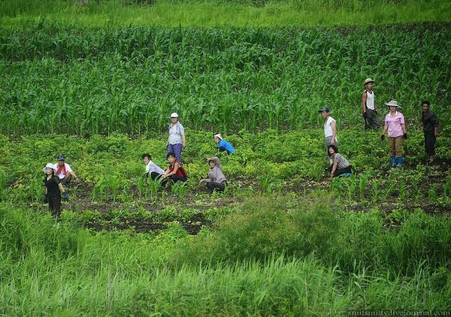 КНДР приоткрыла экспортные ворота для РФ