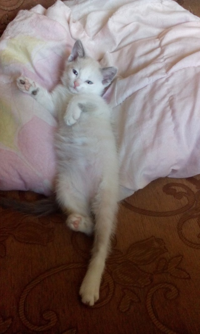 Котовторник 02.09.2014