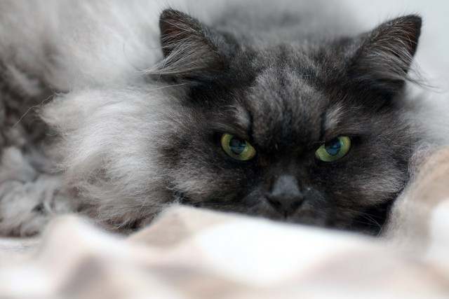 Котовторник 16.09.14
