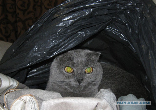 Котовторник 23.09.2014.