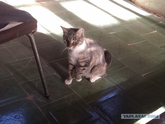 Котовторник 28.10.2014