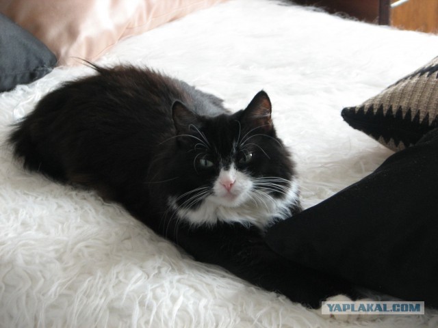 Котовторник 11.11.2014