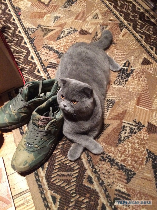 Котовторник 23.12.2014