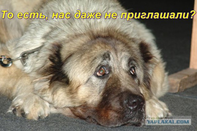Самые популярные породы собак