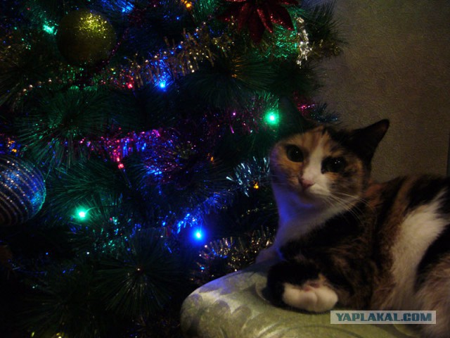 Котовоскресенье