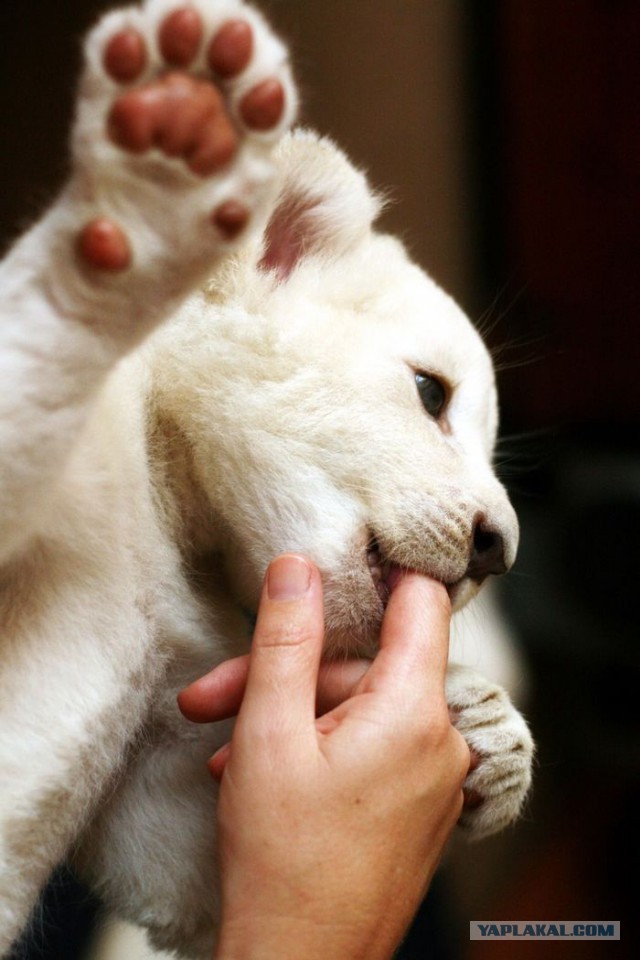 Забавные картинки из Сети