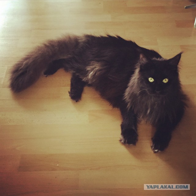 Котовторник 16.06.2015., Котовторник наступил!