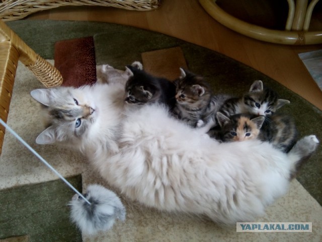 Котовторник 16.06.2015., Котовторник наступил!