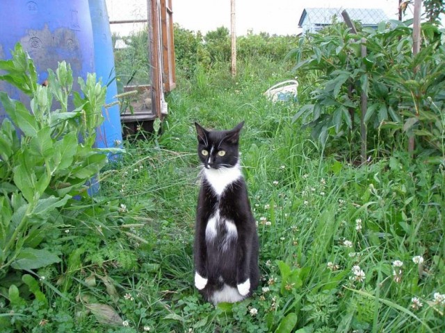 Котэподборка