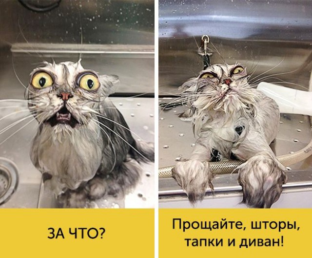 15 котов, мимике которых можно только позавидовать