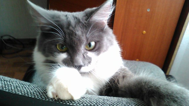 Выборка фотогеничных котэнов