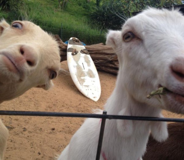 Картинки из сети