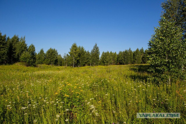 Фастфуд-пикник на день рождения ЯПа