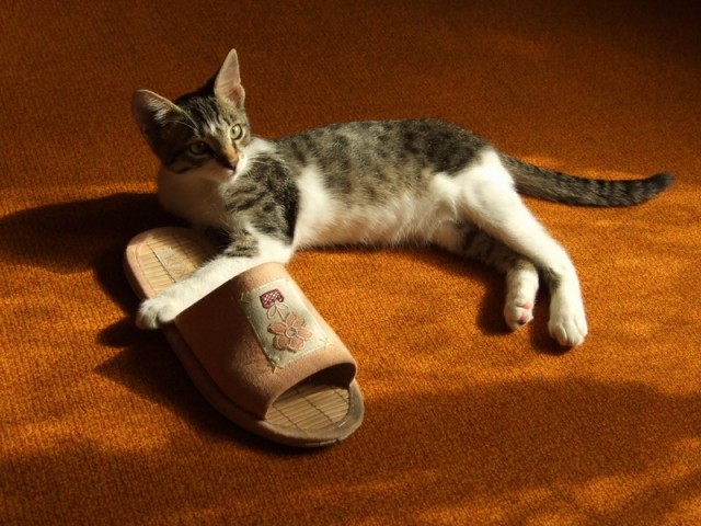 Коты, кошки, котята
