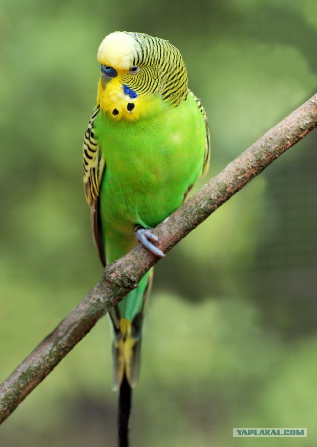 Точилка Скомороха - или как я точил нож в бритву!